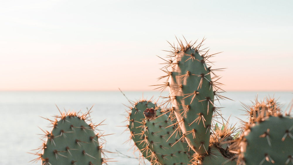 Cacti on waterfront