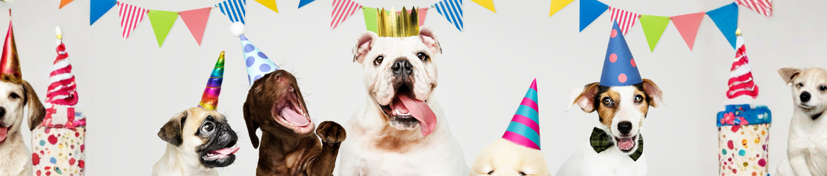 Pets > Pet Birthday